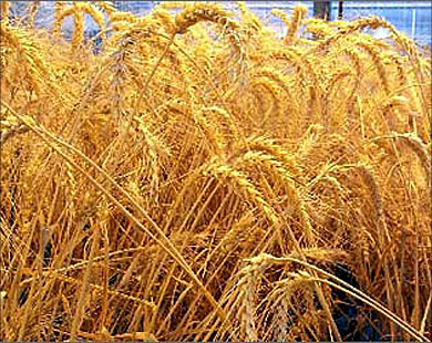 HungHau Agricultural News