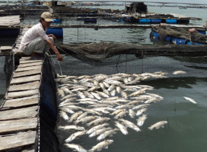 HungHau Agricultural News