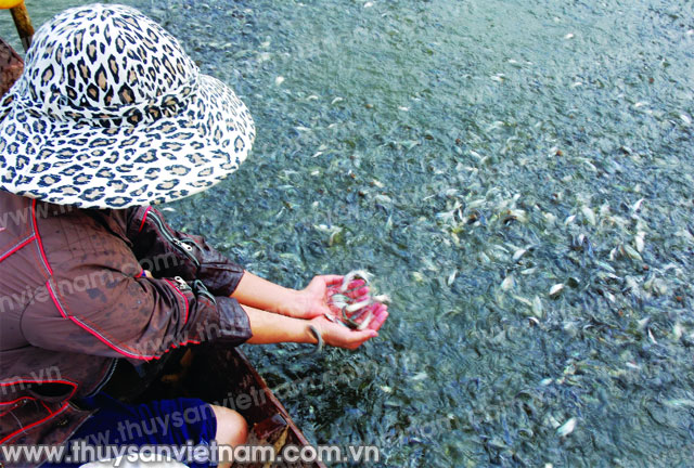 HungHau Agricultural News