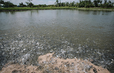 HungHau Agricultural News