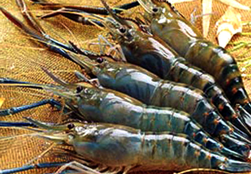 HungHau Agricultural News