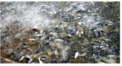 HungHau Agricultural News