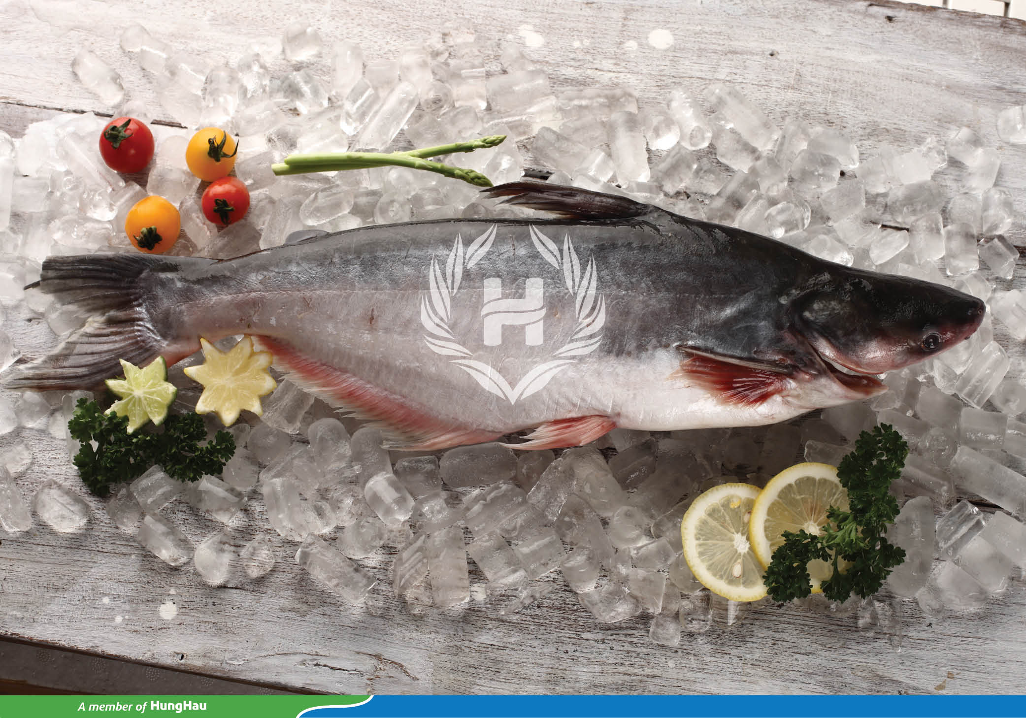 Pangasius hypophthalmus