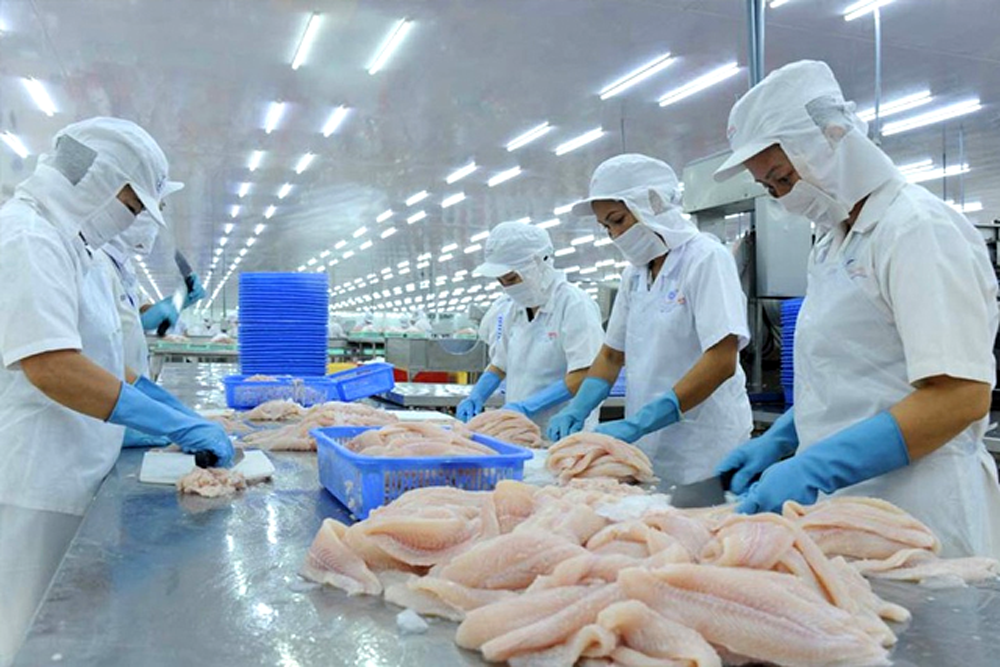 Vietnamese pangasius conquers over 140 markets - HungHau Agricultural