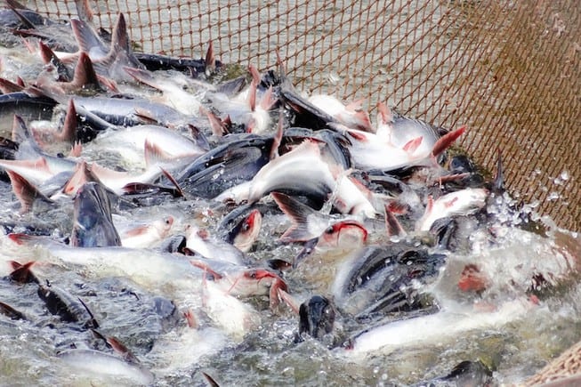 China doubles imports of pangasius butterfly cut - HungHau ...