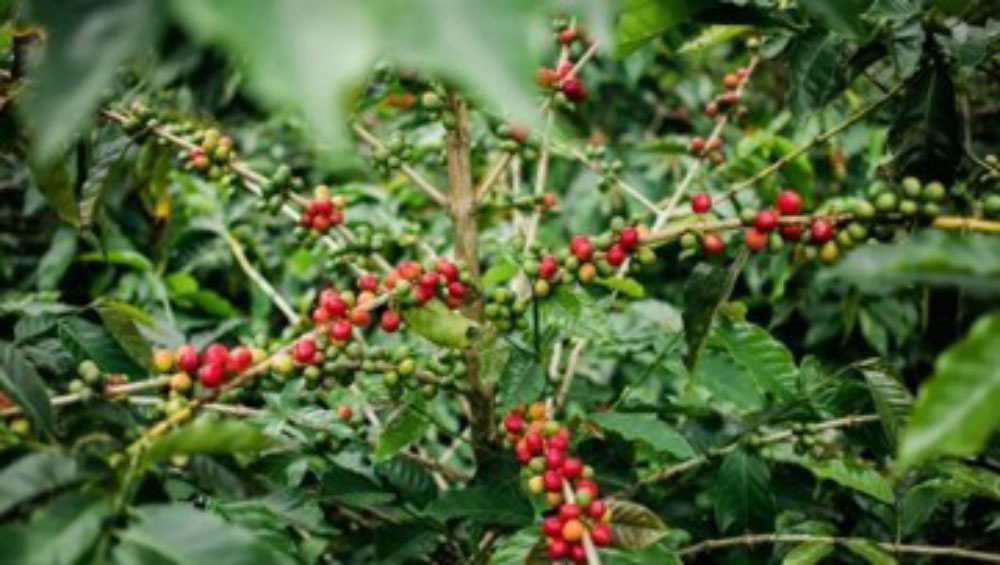 Robusta Coffee Price Soaring: Forecasting Vietnam's 2024–2025 ...